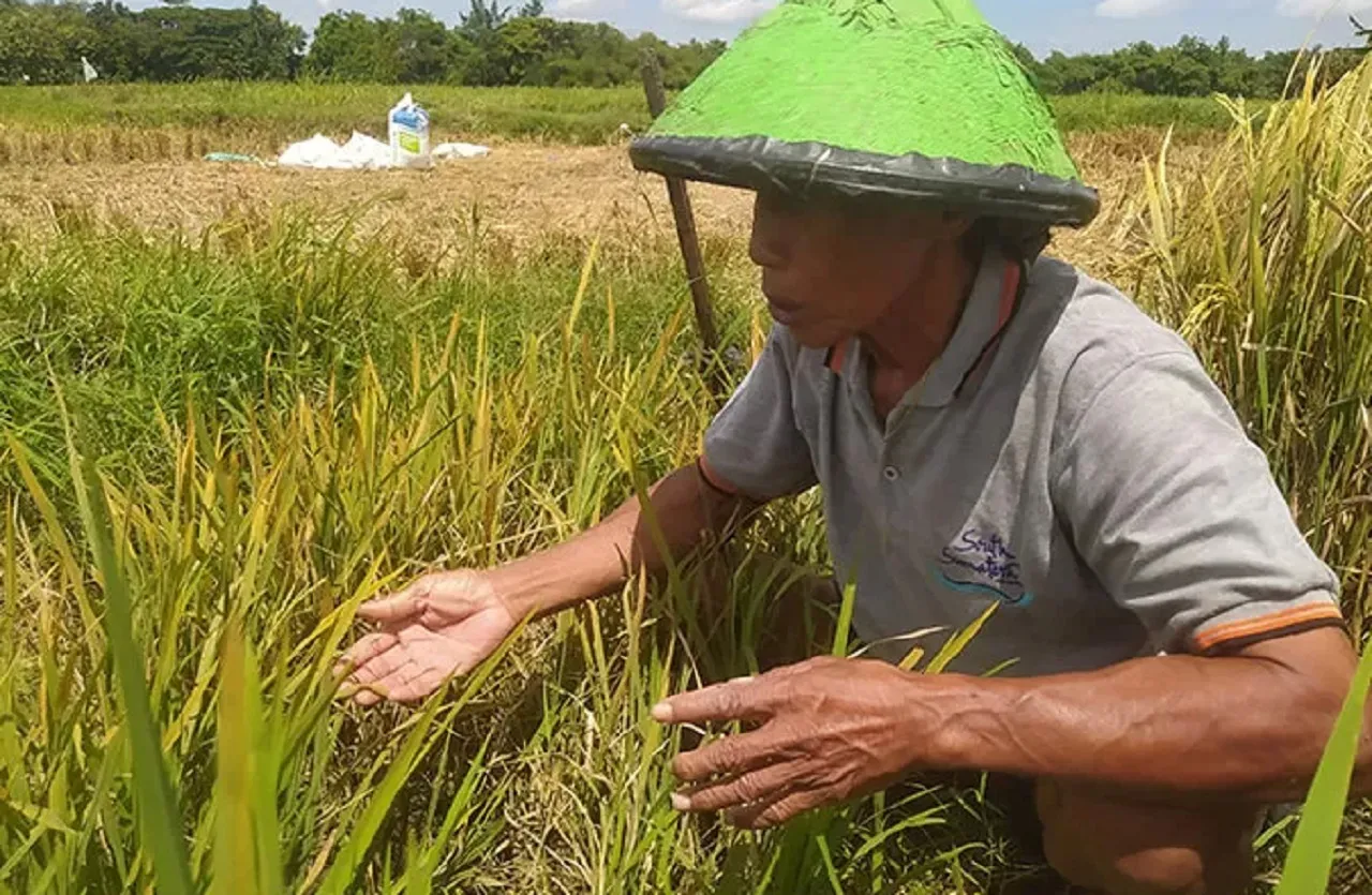 Petani Ketar-ketir, 7 Hektar Lahan Padi Jombang Diserang Hama Wereng