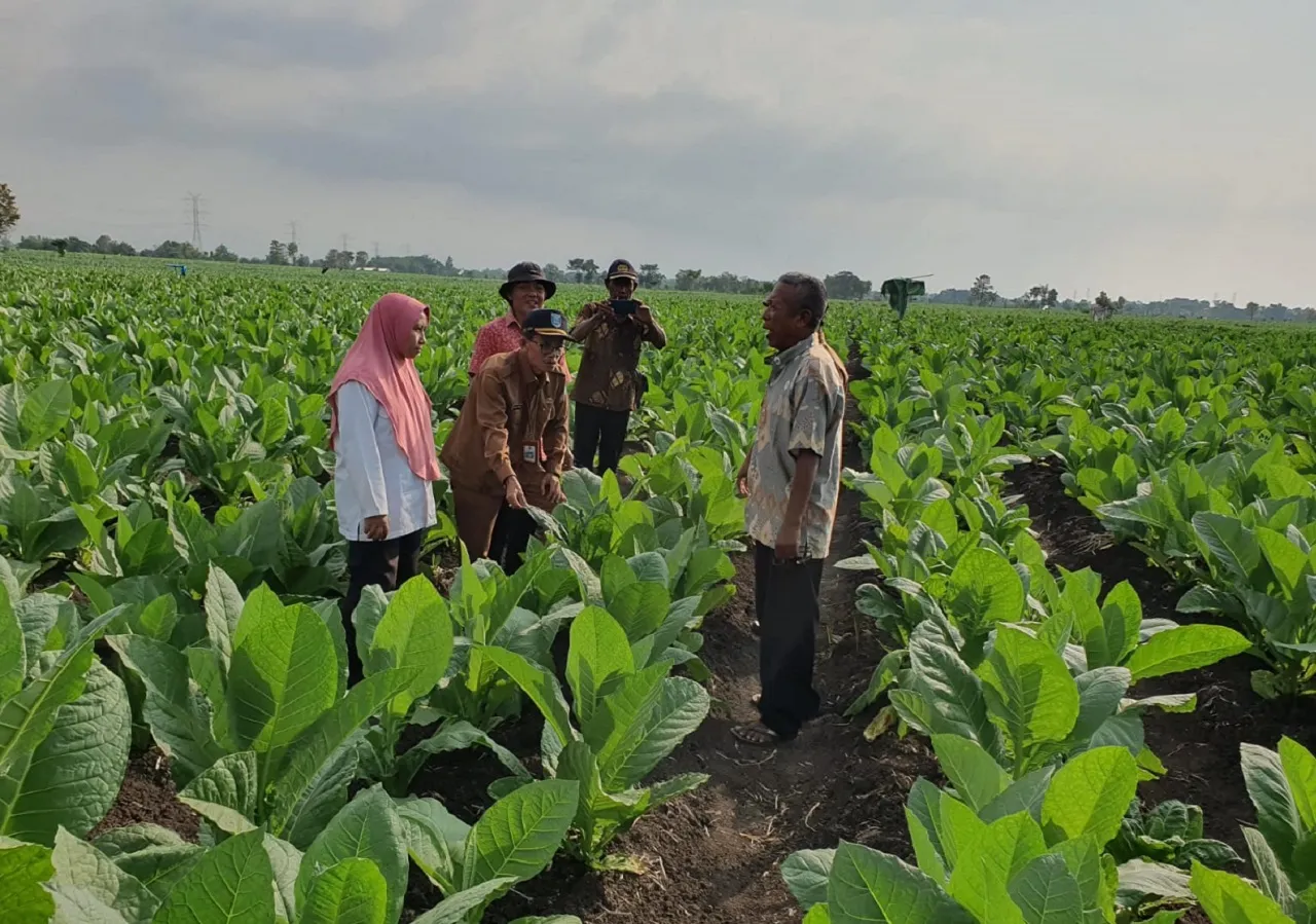 Diserang Wabah Ker-ker, Petani Tembakau di Probolinggo Takut Merugi