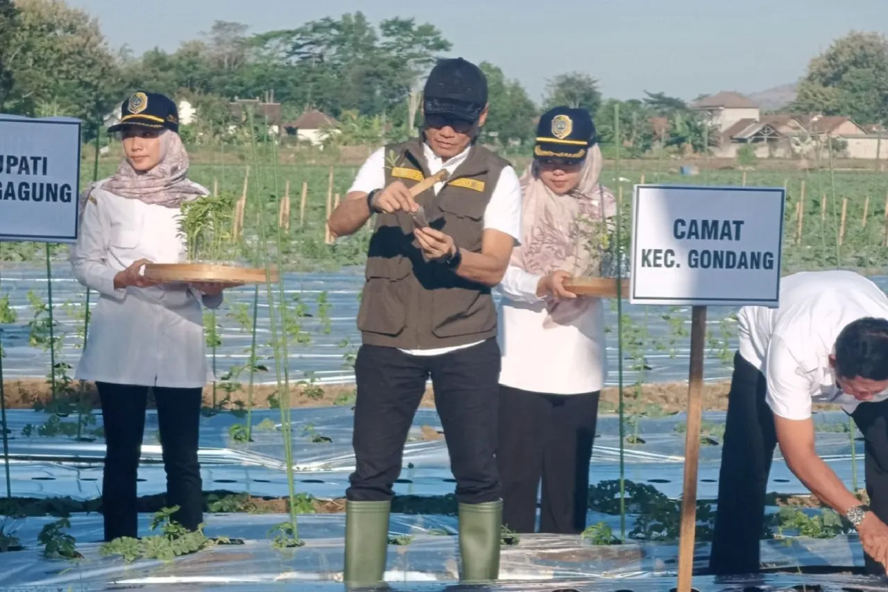 Tekan Inflasi, Pemkab Tulungagung Gencarkan Gerakan Tanam Cabai