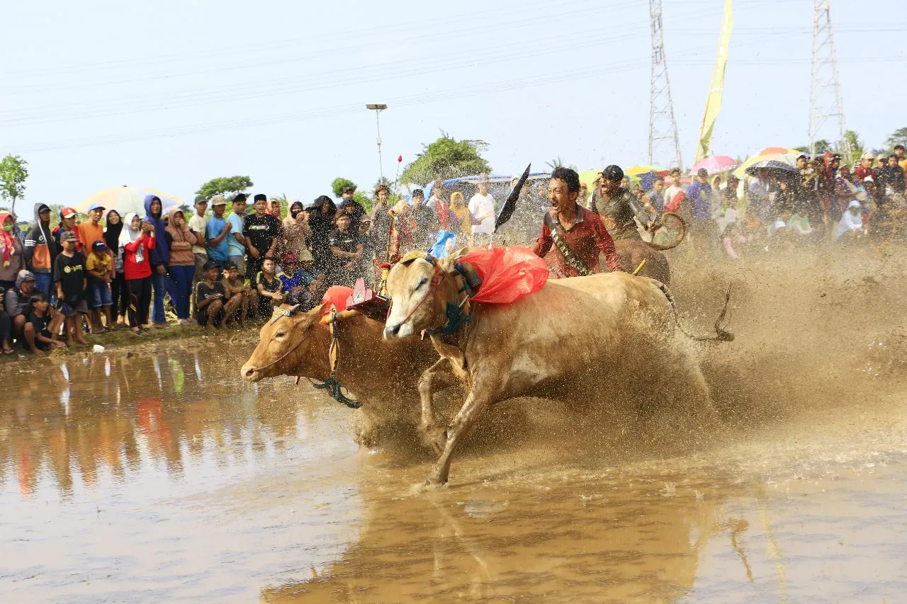 Tradisi Kerapan Sapi Brujul, Dongkrak Sektor Pariwisata dan Ekonomi Lokal