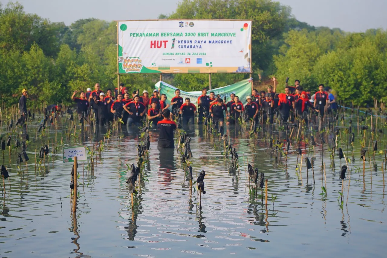 Peringatan Kebun Raya Mangrove Surabaya, Ada 3000 Bibit Ditanam