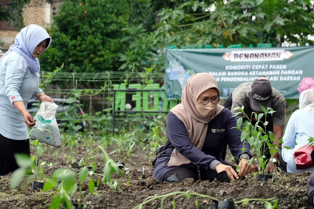 Surabaya Atasi Lonjakan Harga Cabai dengan Program Tanam di Pekarangan Rumah