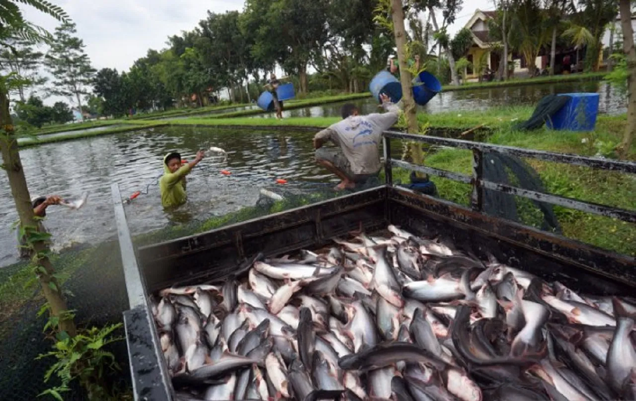 Harga Panen Ikan Patin di Tulungagung Anjlok, Pembudidaya Rugi Besar di Pakan