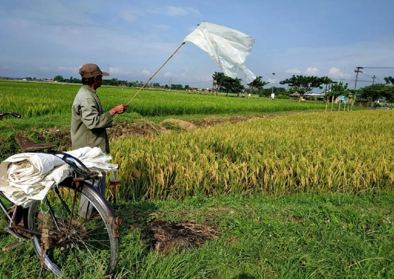 Terancam Gagal Panen, Petani Padi di Jember Diserang Hama Burung