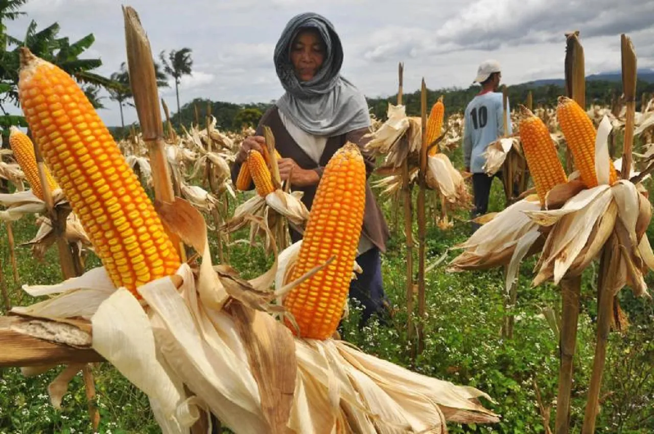 Panen Raya: Petani di Ponorogo Resah, Harga Jagung Murah Meriah