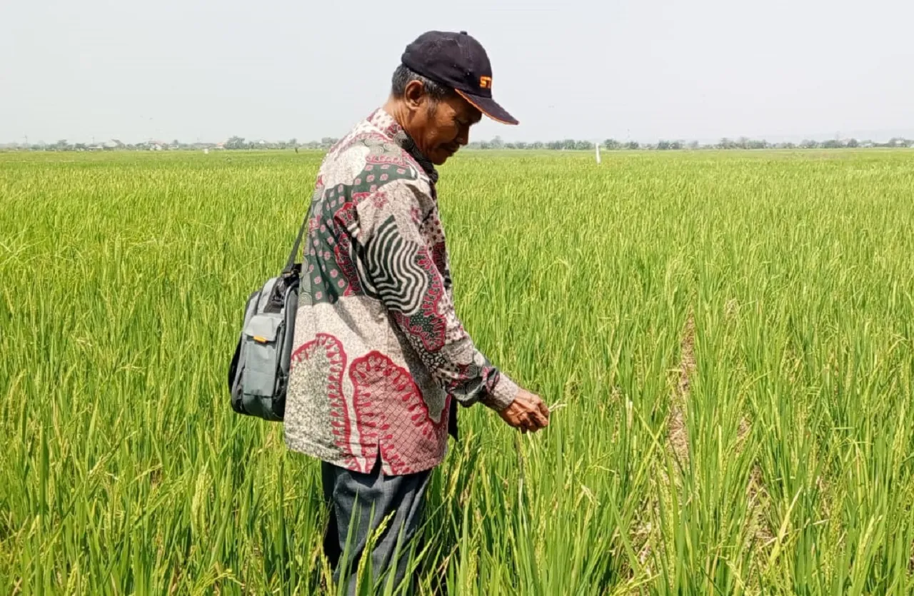 Diserang Hama Tikus, Puluhan Hektar Padi di Kupang Terancam Gagal Panen