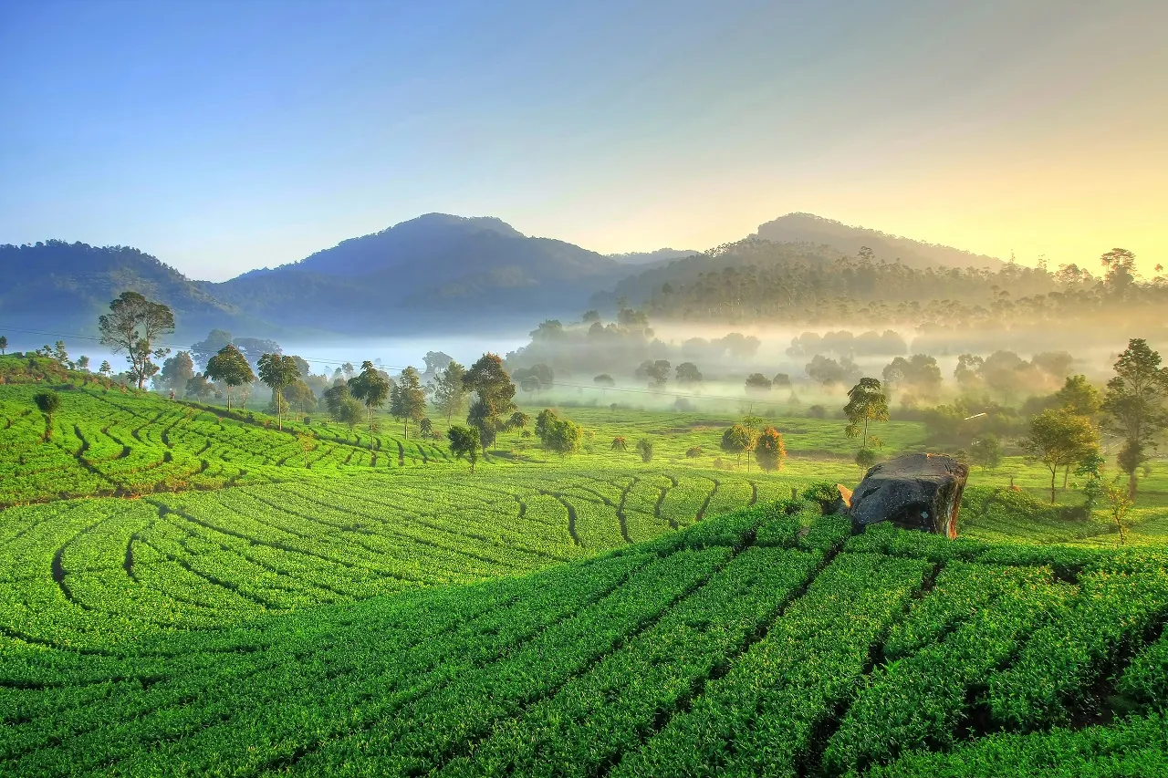 Wisata Hamparan Kebun Teh Jember, Pesonanya Ala Film Produksi TV