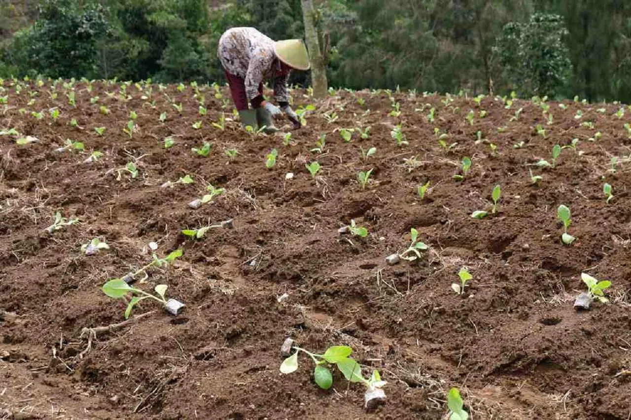 Sawah Rawan Kekeringan, Petani Ngawi Beralih ke Komoditas Non Padi