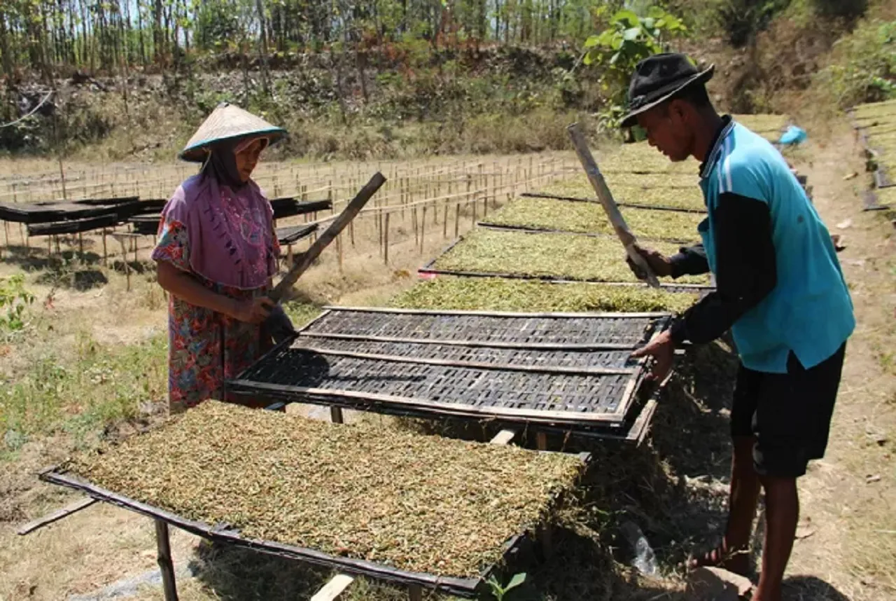 Petani di Utara Brantas Jombang Sumringah, Harga Tembakau Kering Tinggi
