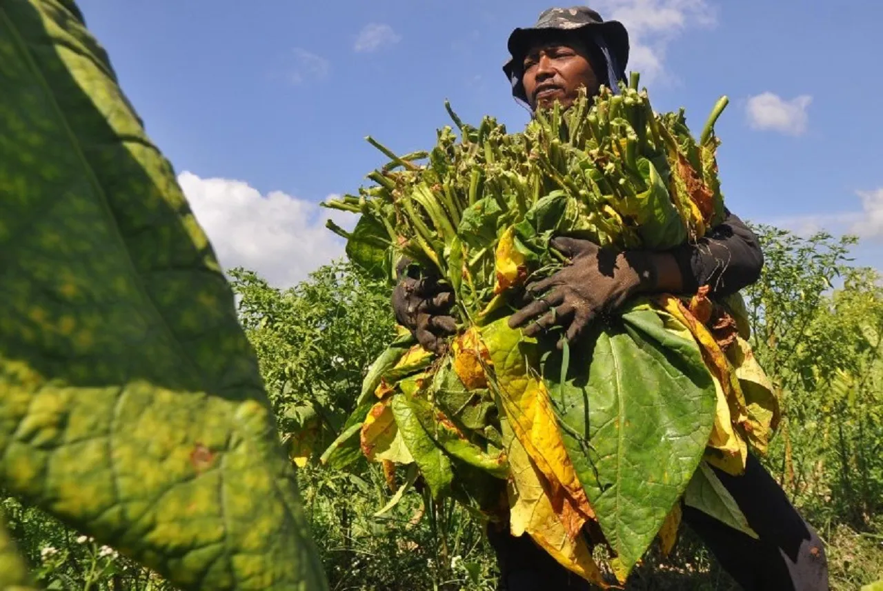 Masuki Panen Raya, Petani Tembakau di Probolinggo Ketar-ketir Cuaca Ekstrem