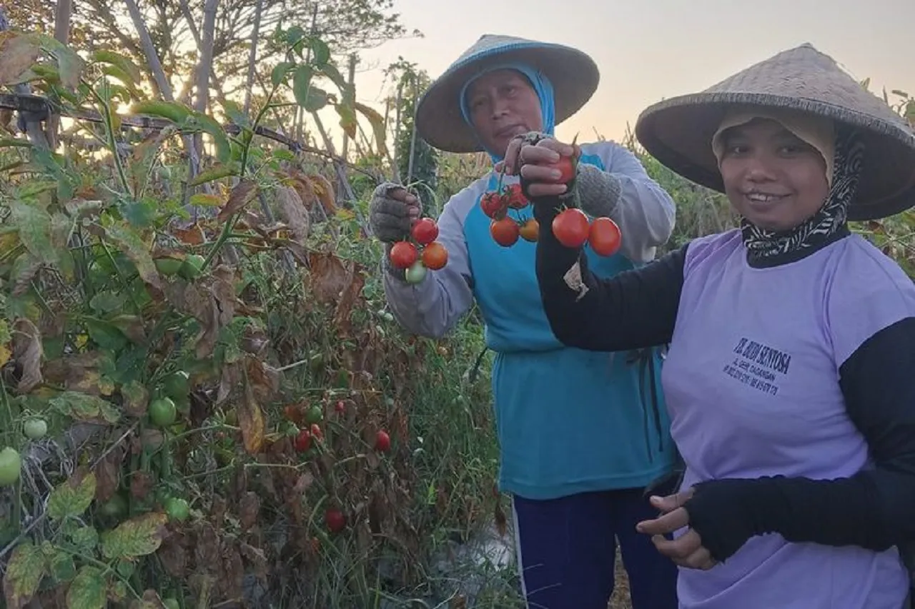 Anjlok Drastis Rp 1.000 per Kg, Petani Pilih Biarkan Tomatnya Membusuk