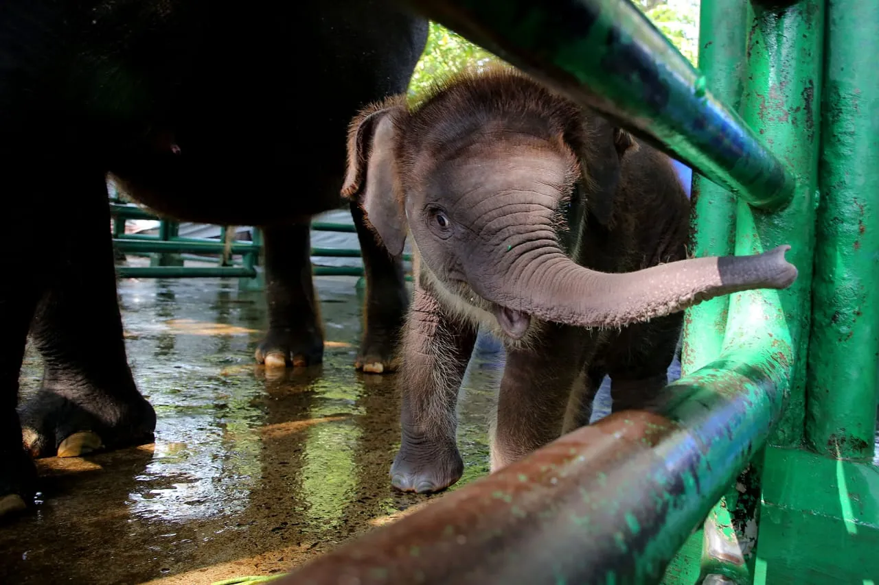 Kebun Binatang Surabaya Sambut Kehadiran Anak Gajah Rocky Balboa
