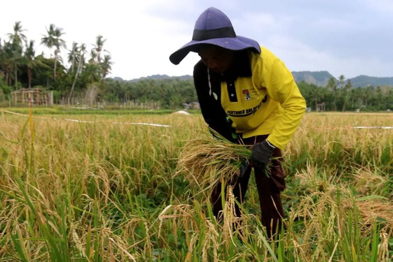Biaya Produksi Tinggi Sebabkan Harga Beras Mahal