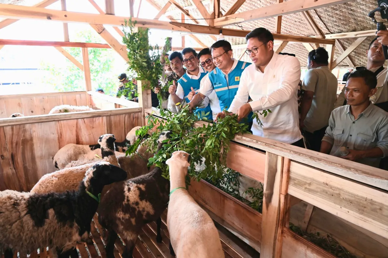 Kembangkan Bahan Co-Firing Biomassa, PLN Bersama Kementan Luncurkan Model Pertanian Terpadu