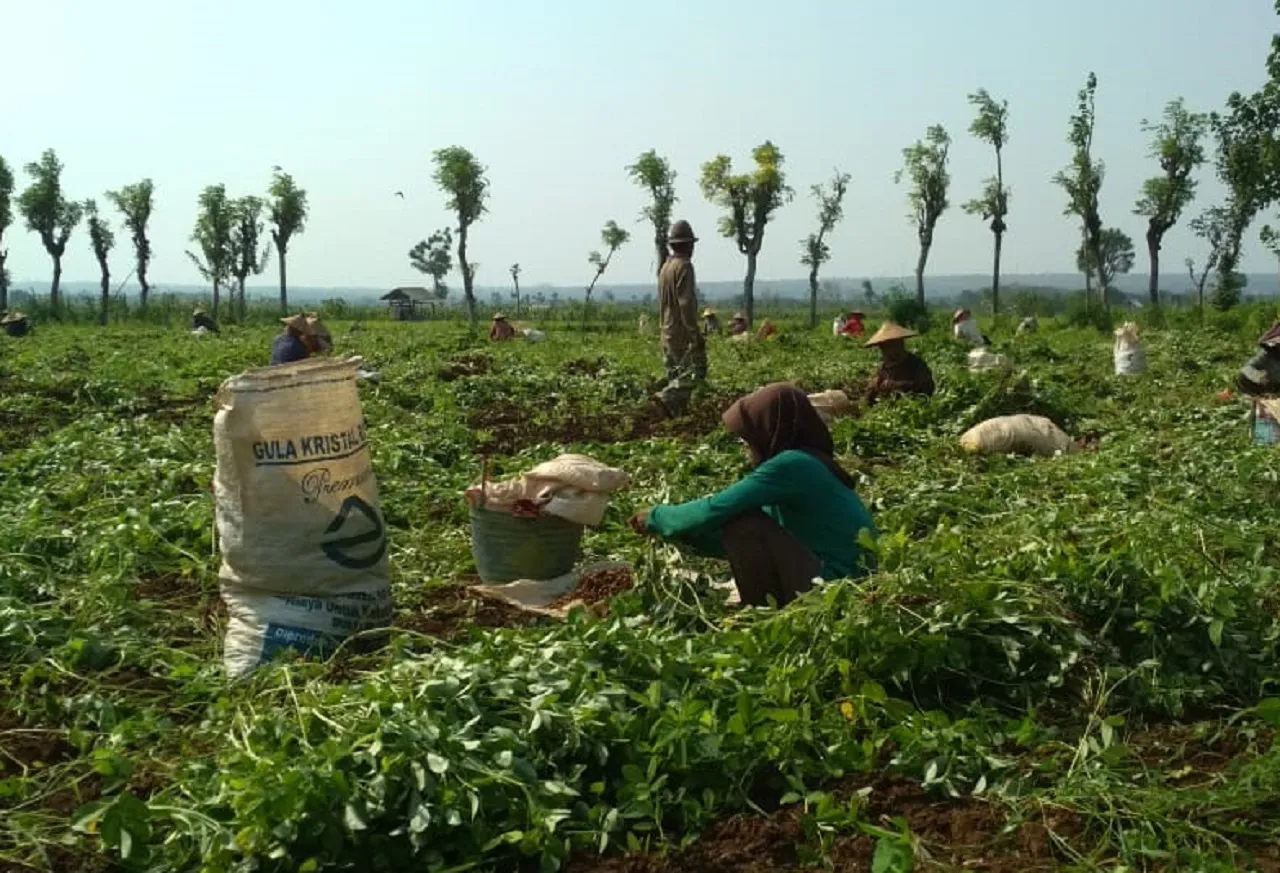 Panen Raya Kacang Tanah, Bukti Nyata Keberhasilan Produktivitas Petani Tuban