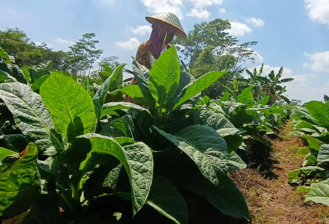 Musim Kemarau, Petani Tembakau Jenis ‘White Burley di Lumajang Sumringah