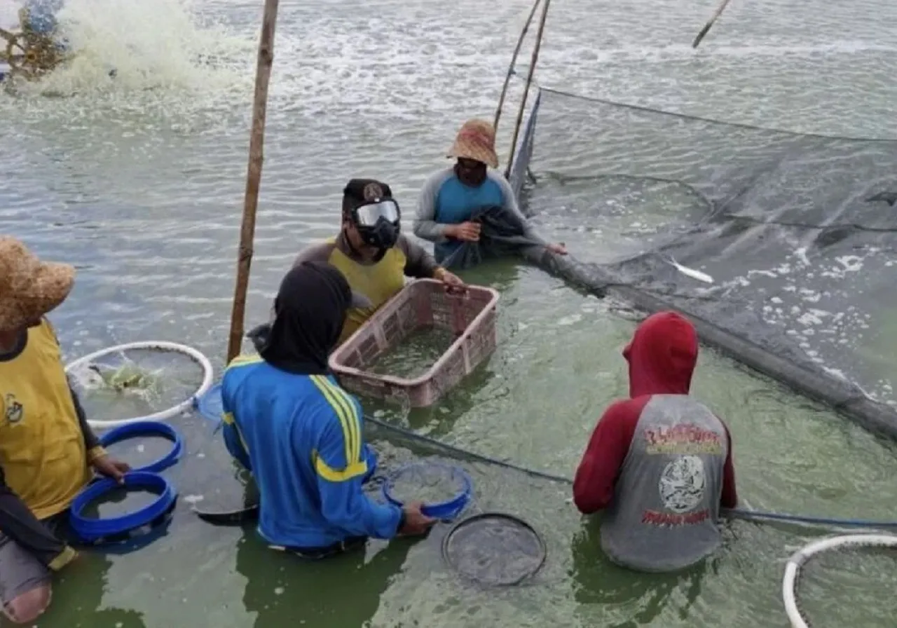 Capai Target 50 Persen, Produksi Ikan Kerapu di Desa Labuhan Tembus 869,6 Ton