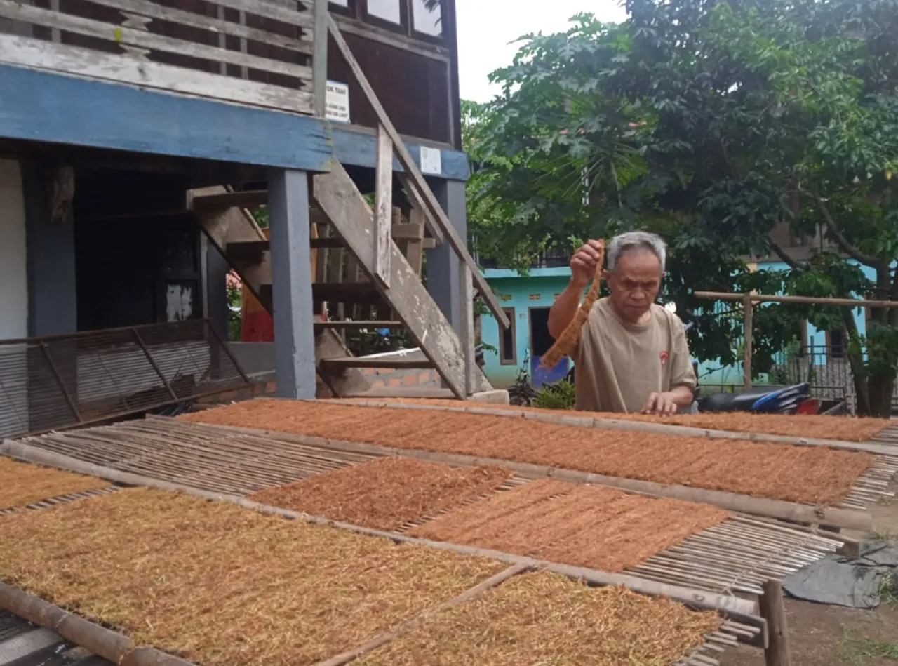 Berkah Musim Kemarau, Produksi Tembakau di Ngawi Naik 300 Hektar