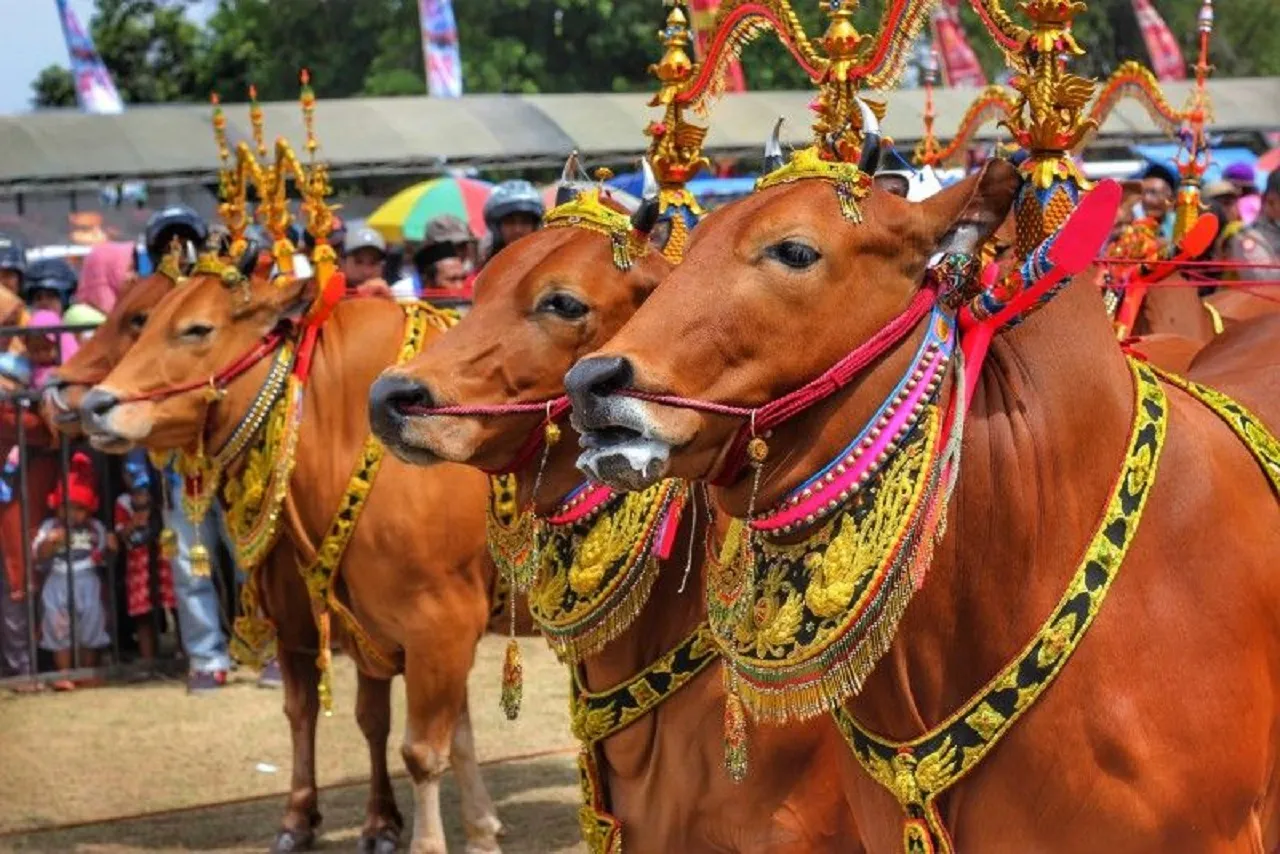 Sapi Sonok, Tradisi Khas Madura yang Digelar di Area Persawahan