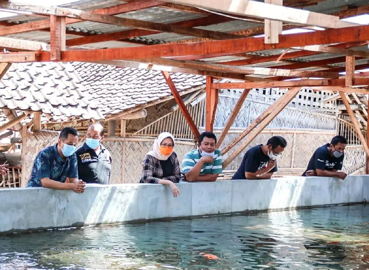 Budidaya Koi di Lumajang Bawa Hoki, Kantongi Cuan hingga Rp 20 Juta per Bulan