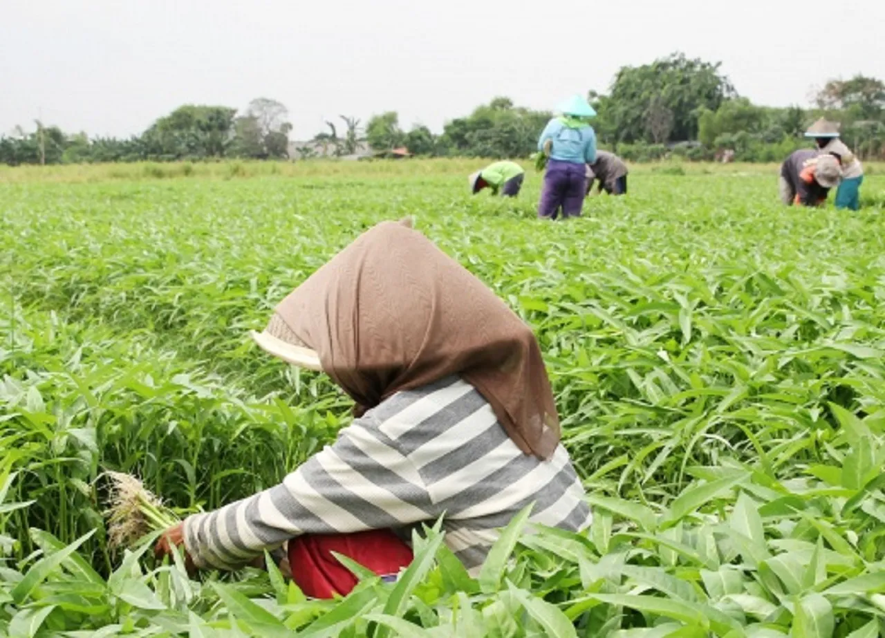 Petani Lamongan Sumringah: Harga Kangkung Naik, Omzet Capai Ratusan Ribu