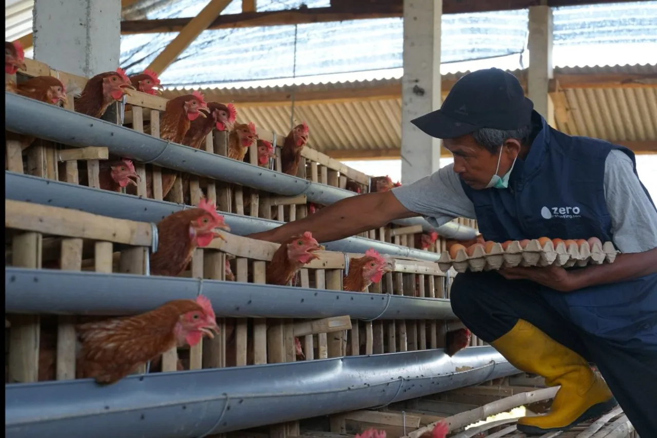 Cegah Stunting, PLN Berdayakan Peternak Ayam Petelur di Kabupaten Malang