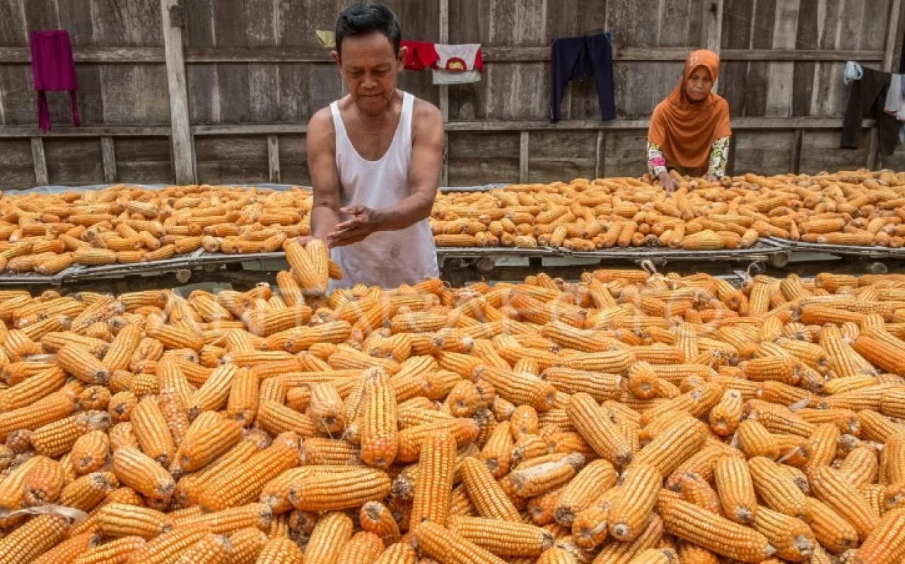 RI Masih Impor Jagung Senilai Rp 3,89 triliun