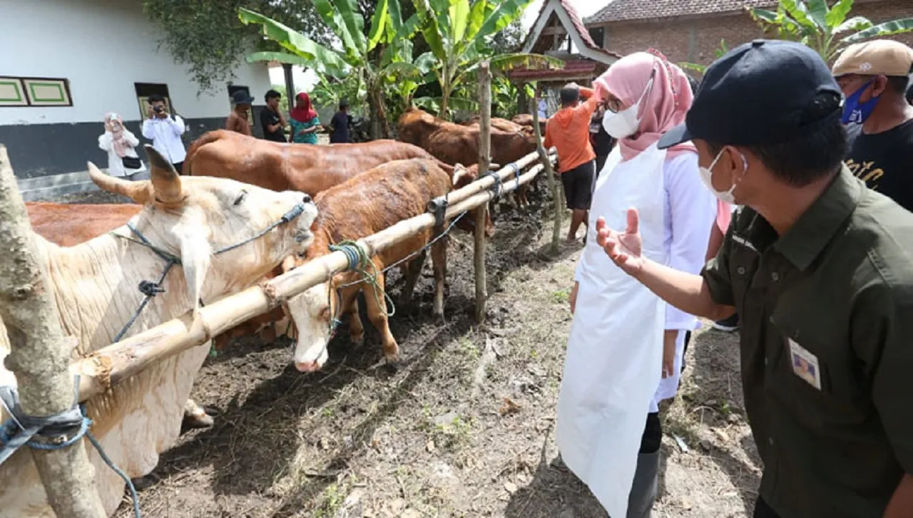 Genjot Produktivitas Sapi, Pemkab Banyuwangi Gencarkan Program SMS Pisan