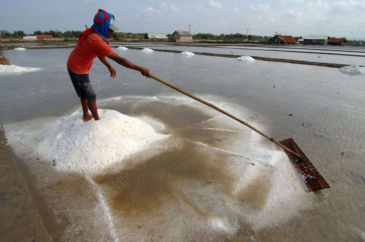Gegara Cuaca Tak Menentu, Produksi Garam di Kota Pasuruan Anjlok