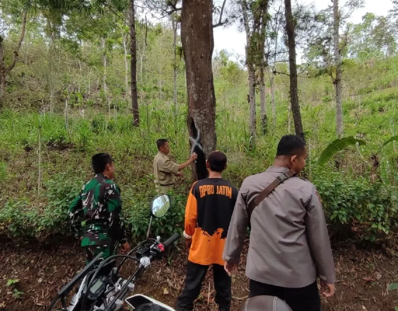 Masuki Musim Hujan, Puluhan Pohon di Jalur Trenggalek-Pacitan Rentang Tumbang