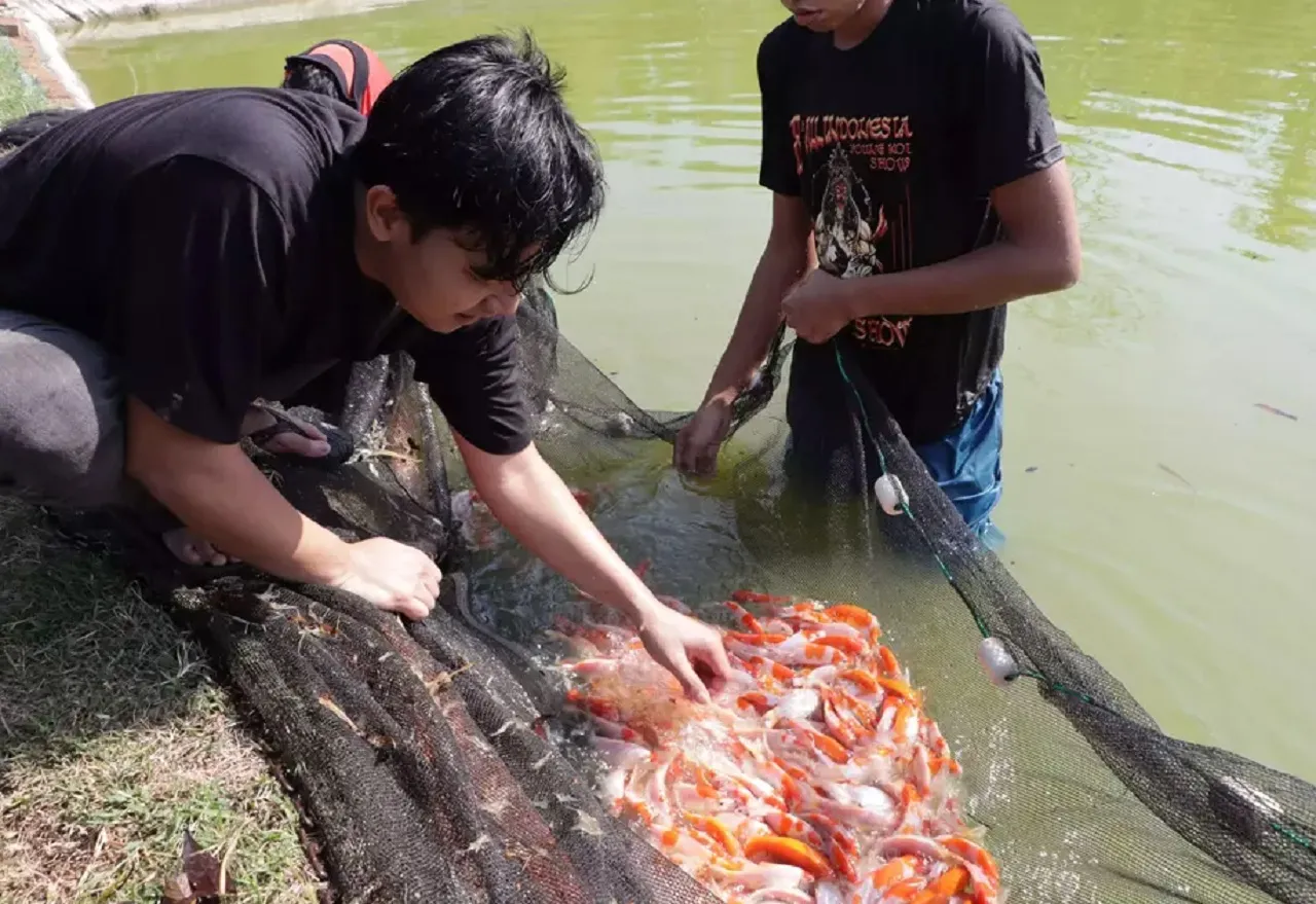 Tren Positif Budidaya Ikan Koi di Ponorogo, Sekali Panen Raup 100 Juta