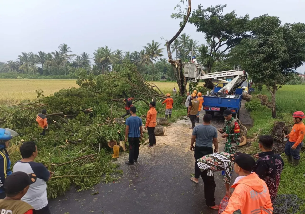 Diterjang Angin Kencang, 2 Pohon Trembesi Setinggi 5 Meter di Malang Ambruk