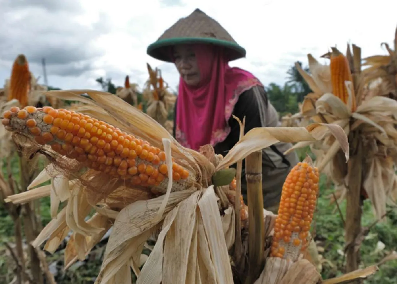 Harga Jagung di Tingkat Petani Jombang Anjlok hingga Rp 3 Ribu per Kilogram