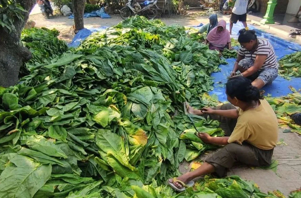 Harga Tembakau di Jombang Terus Anjlok, Kini Tinggal Rp 25 Ribu per Kilogram