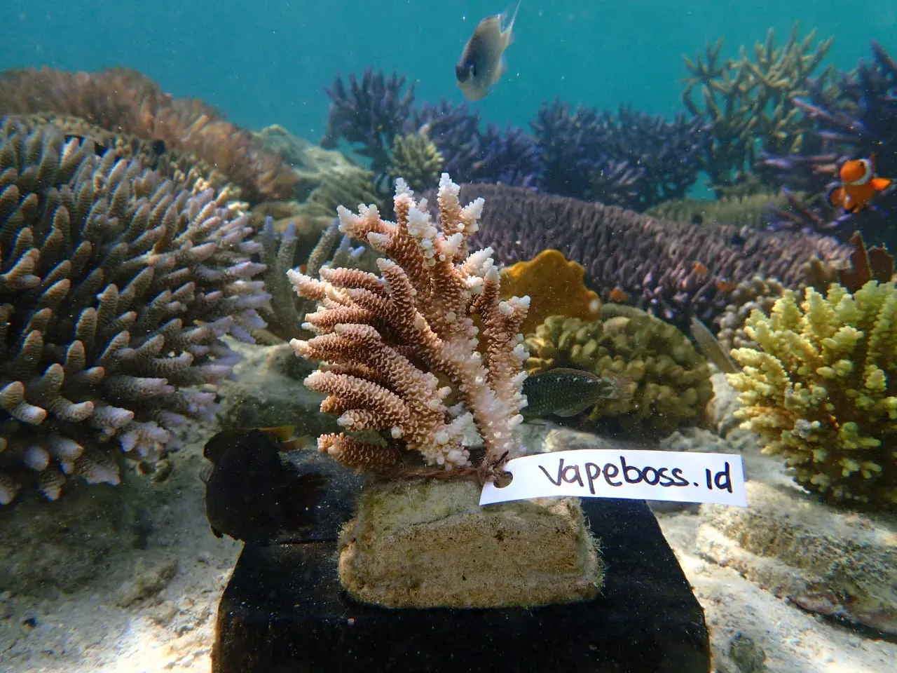 Rayakan Anniversary ke-10, Vapeboss Bangun Taman Terumbu Karang di Karimunjawa