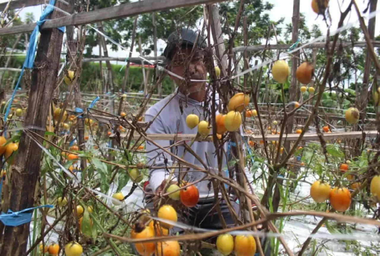 Petani di Jombang Sumringah, Harga Tomat Naik di Tengah Cuaca Ekstrem