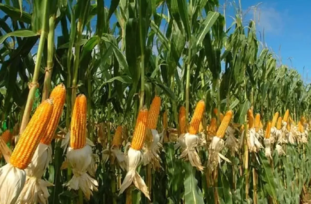 DPKP Kota Batu Manfaatkan Lahan Tidur untuk Ditanami Bibit Jagung