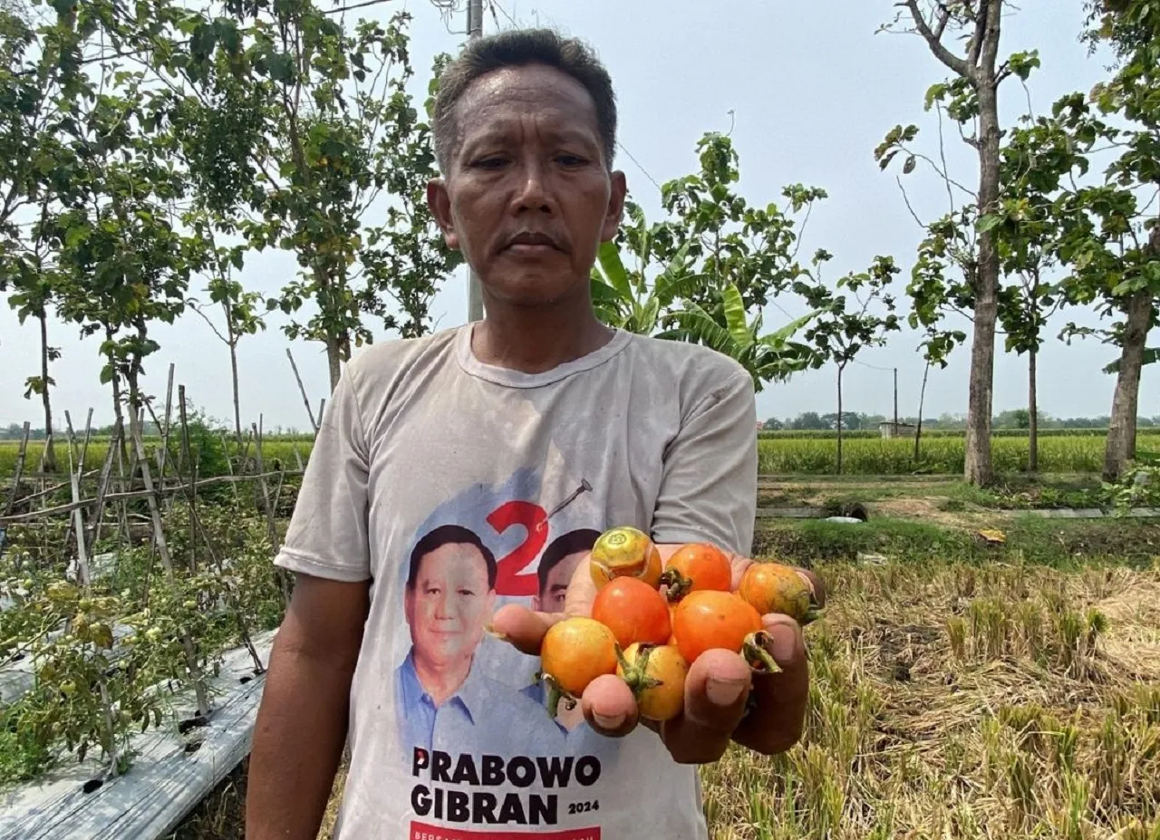 Petani Madiun Merugi, Banyak Tomat Membusuk Dipicu Cuaca Ekstrem
