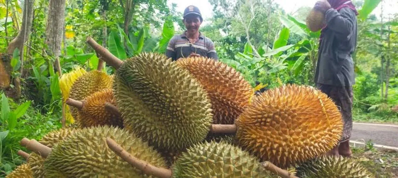 Cuan Musim Durian, Kota Tuban Mulai Dibanjiri Pembeli