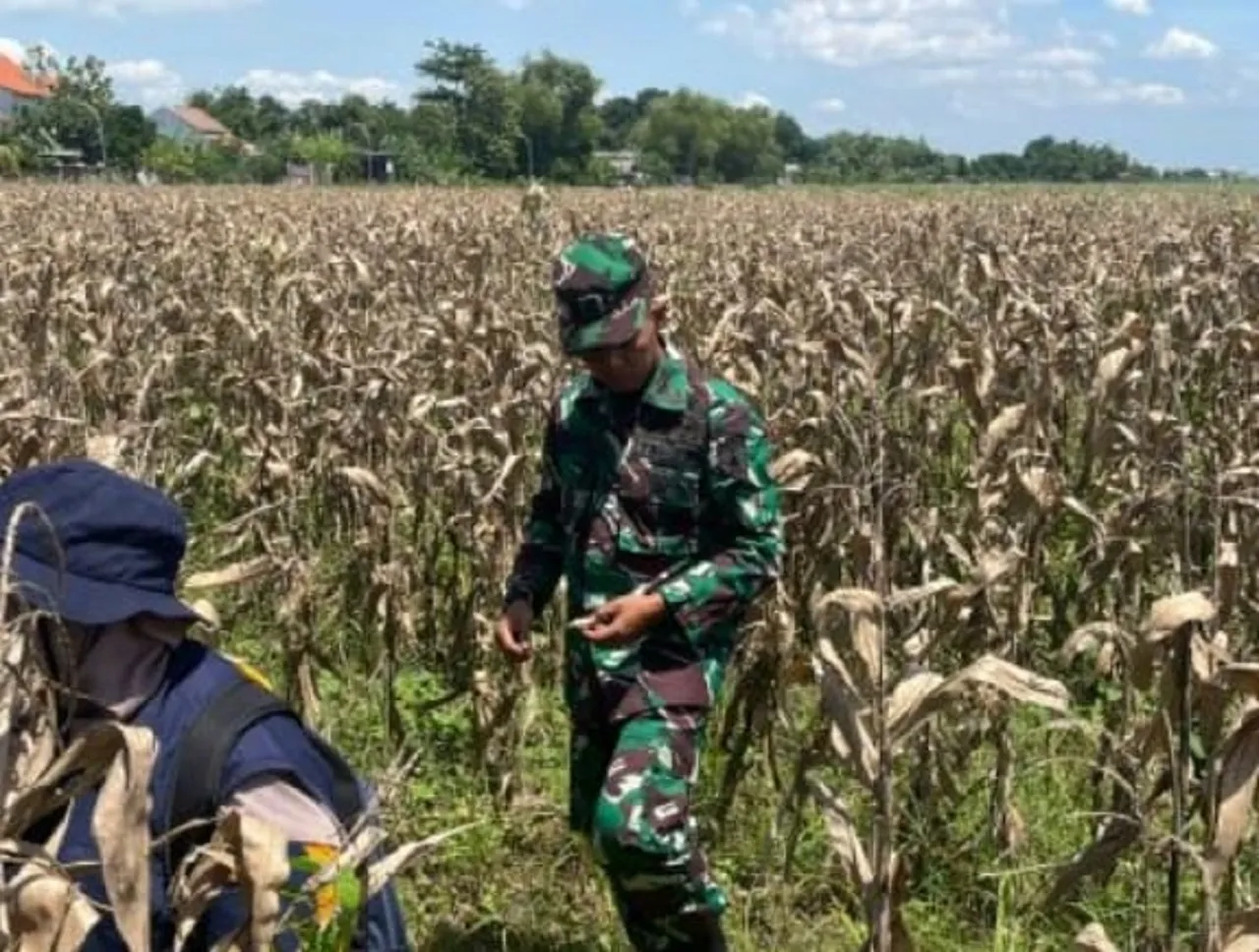 Kades Bakungtemenggungan Prihatin Petani Gagal Panen Akibat Hama Tikus