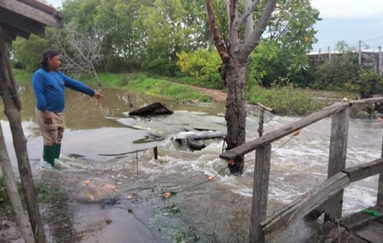 Baca juga : Diterjang Banjir, Puluhan Hektar Tambak Udang hingga Bandeng di Pasuruan Jebol