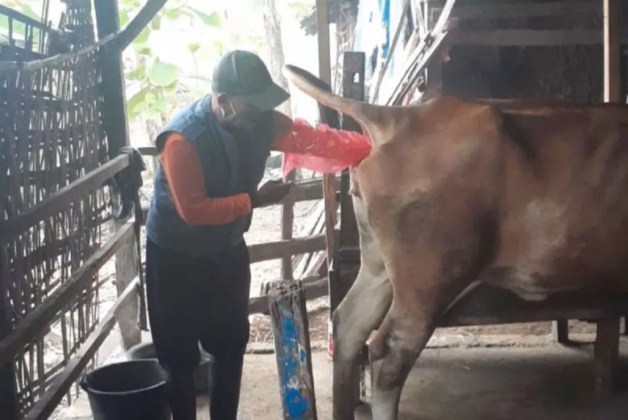 Dinkes Kesehatan Pemkab Lamongan saat memberikan pemanfaatan teknologi inseminasi buatan guna meningkatkan kualitas ternak sapi. SP/ LMG