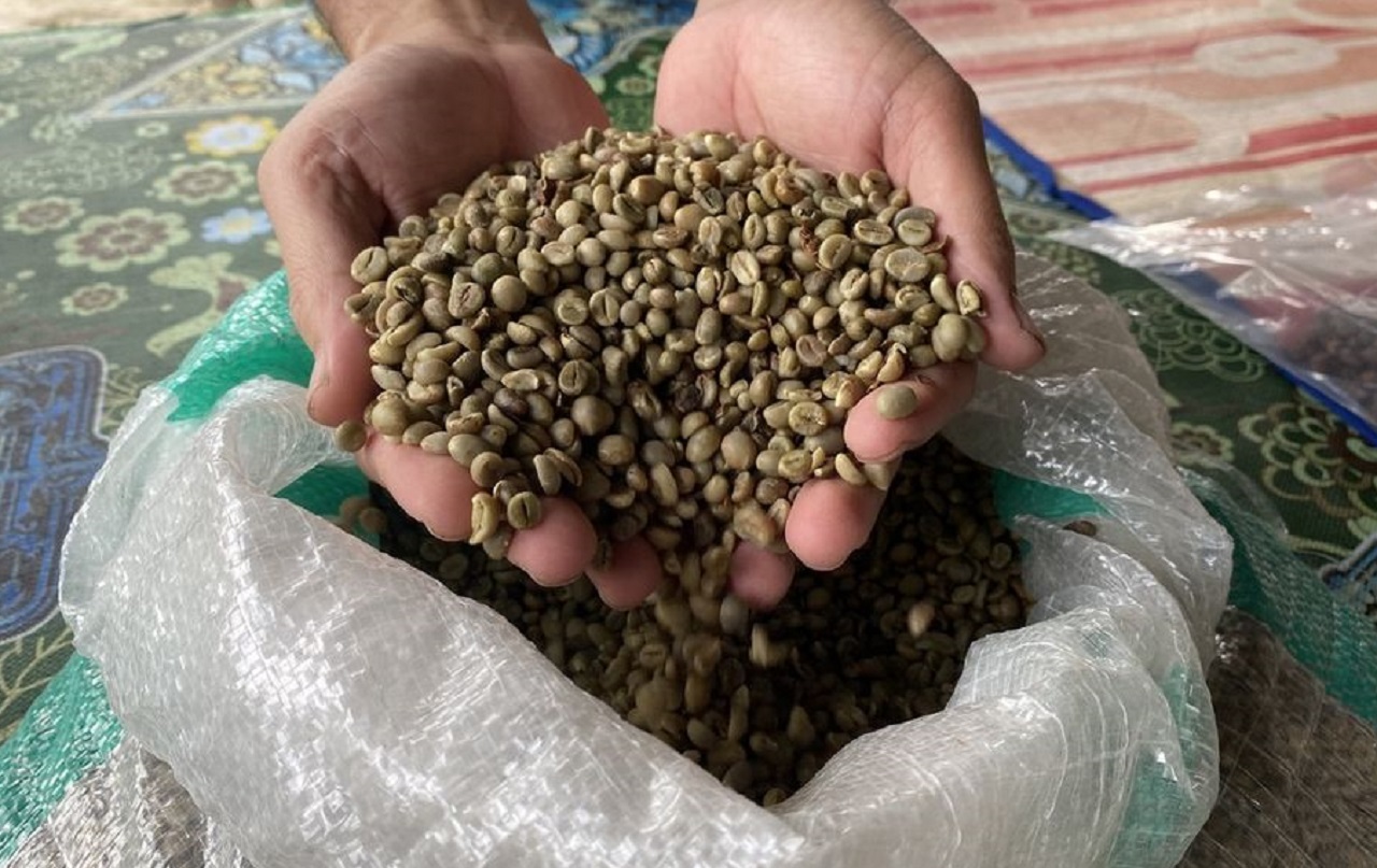 Kopi robusta produksi Dusun Kumbi, Desa Pakuan, Kecamatan Narmada, Kabupaten Lombok Barat, Nusa Tenggara Barat. SP/ NTB