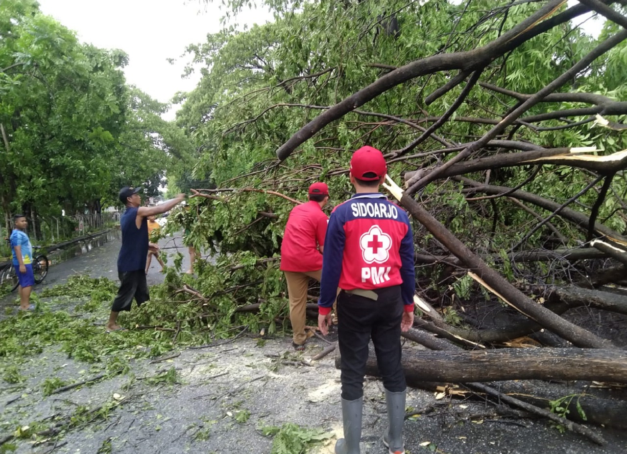 Petugas saat mengevakuasi dan membersihkan pohon yang tumbang akibat hujan angin di wilayah Sidoarjo, Selasa (27/02/2024). SP/ HIKMAH