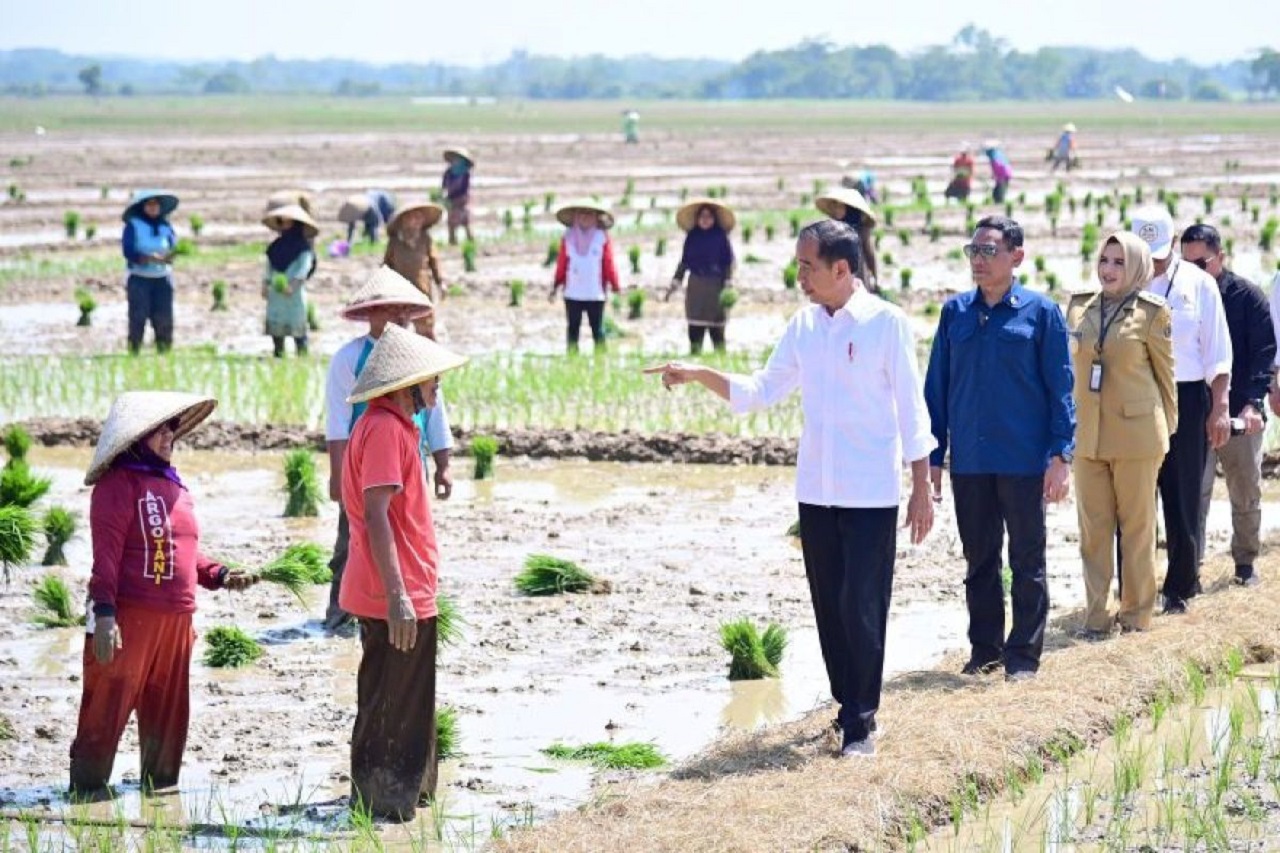 Presiden Joko Widodo meninjau penanaman padi dan menyerap aspirasi para petani di Kecamatan Kesesi, Kabupaten Pekalongan, Jawa Tengah. SP/ Biro Pers Sekretariat Presiden RI