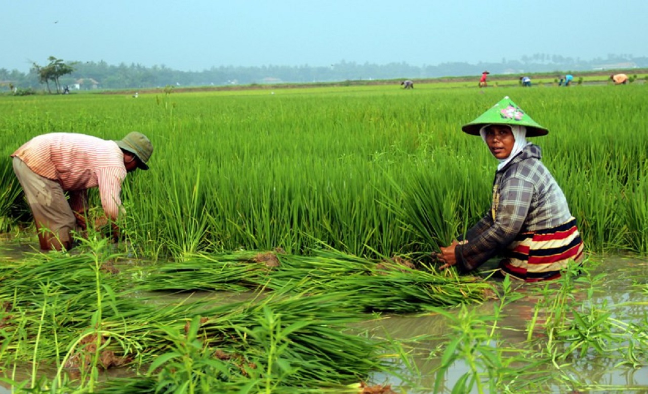 Ilustrasi. Para petani memanen padi di rawa-rawa. Foto: Asep Fathulrahman/ Antara