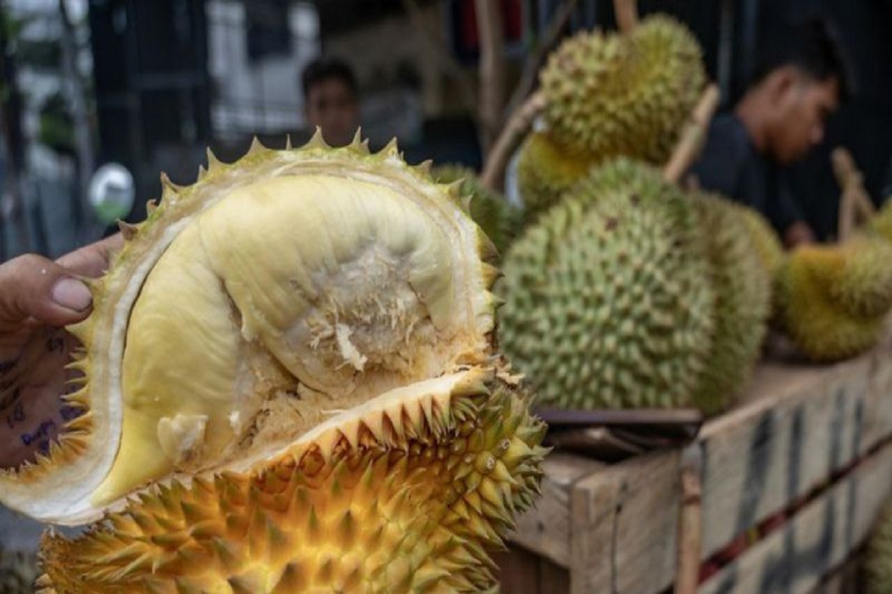 Pedagang menunjukkan biji durian montong asal Kabupaten Parigi Moutong yang dijualnya di salah satu ruas jalan di Palu, Sulawesi Tengah. Basri Marzuki/ Antara Foto