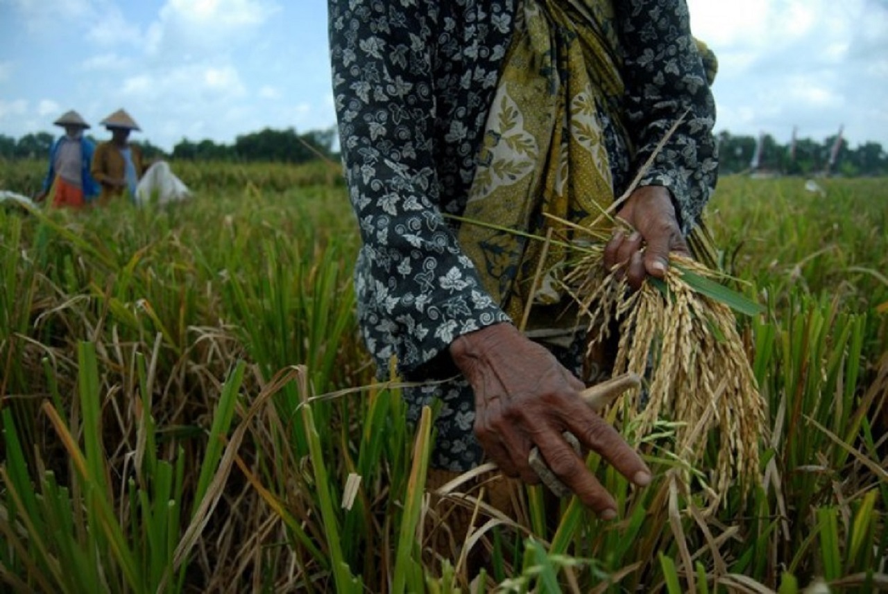 Ilustrasi. Para petani tengah panen padi. SP/ SLW