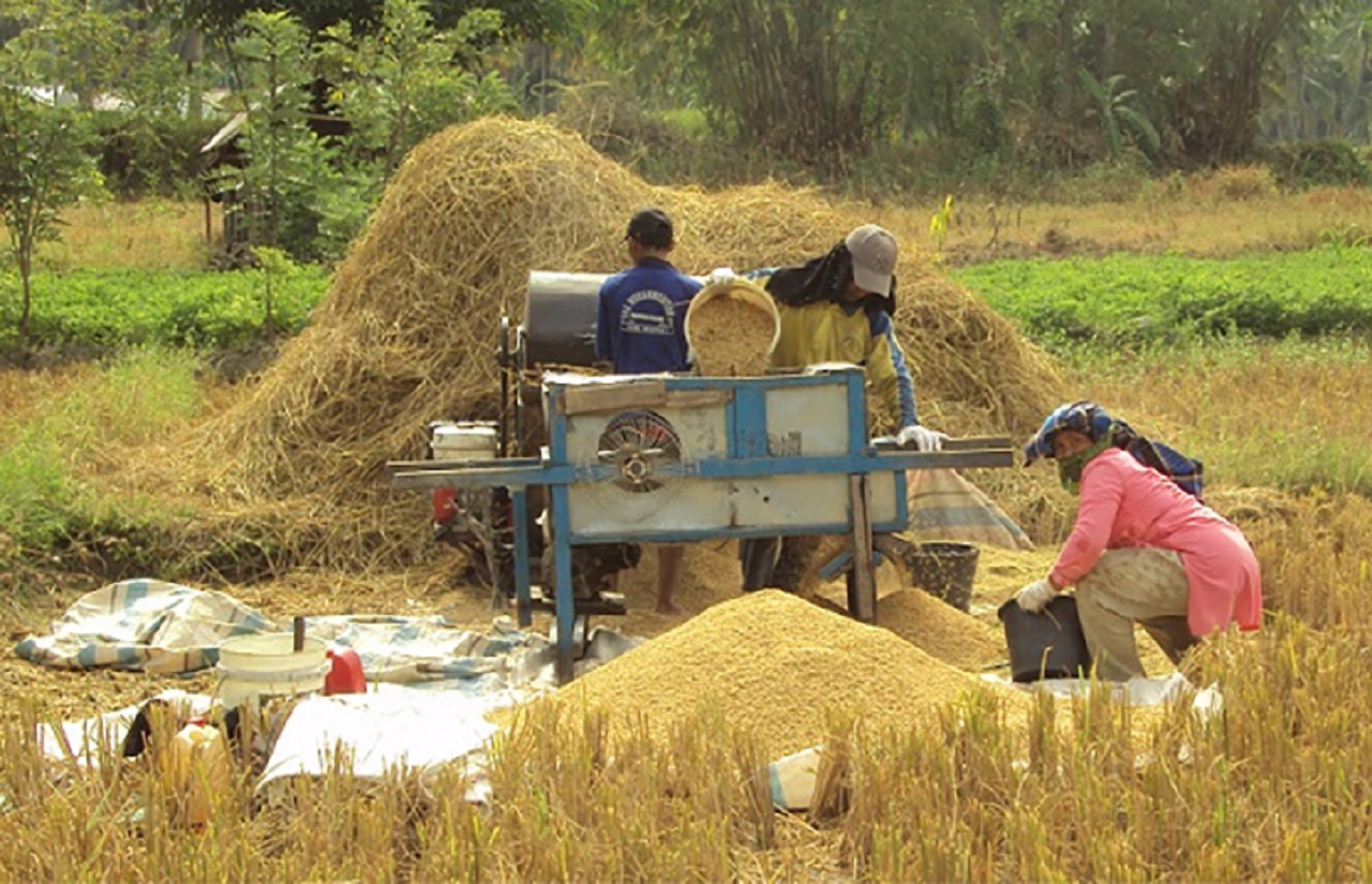 Ilustrasi. Petani tengah panen padi di sawah. SP/ JKT