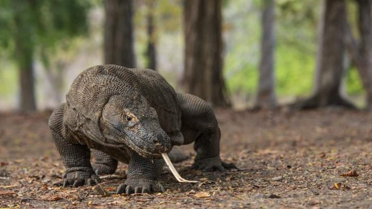 Kota Surabaya bakal memiliki destinasi wisata baru dan satu-satunya di Indonesia yaitu Taman Mini Komodo. SP/IST
